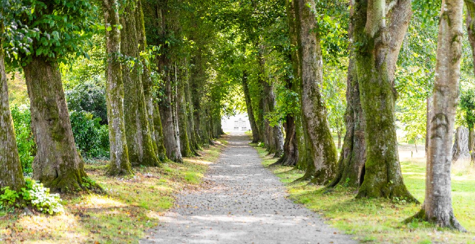 Path at Saltram, lined with trees 